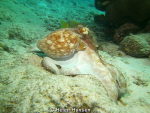 Common Octopus by Helen Hansen 